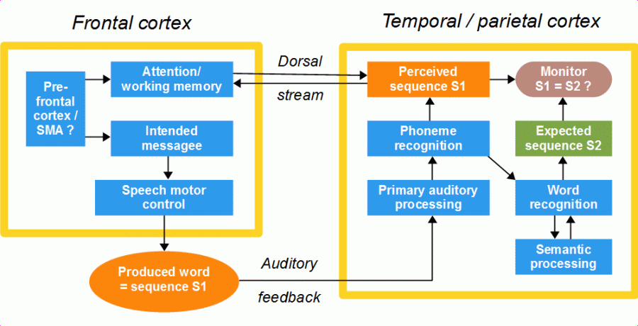 Theory of stutteing: dorsal stream, working memory, self-monitoring