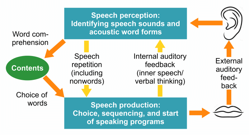 Model of speech production and -perception